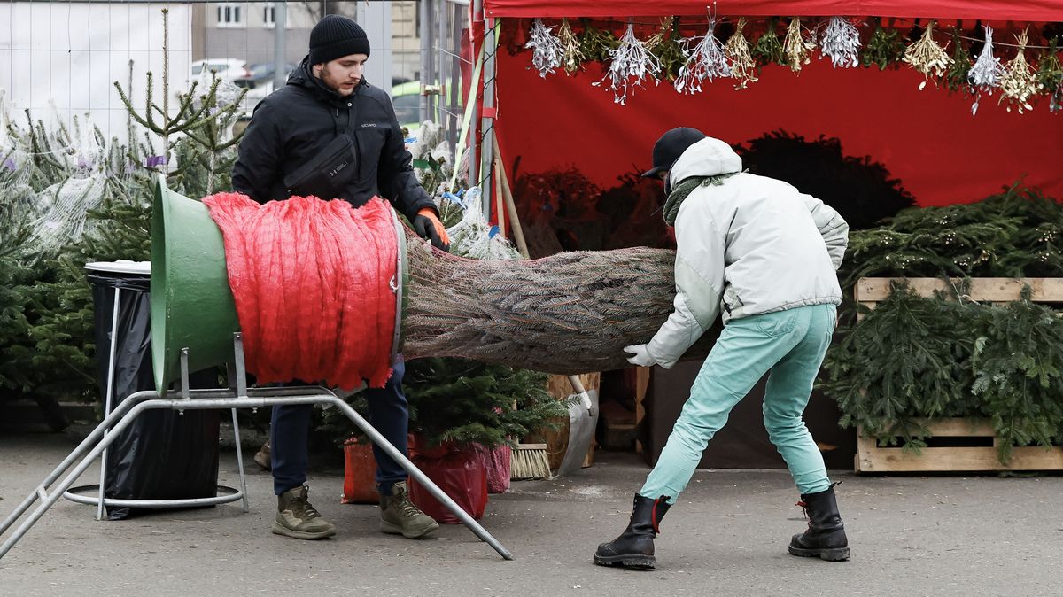 Vzít si vánoční stromek z lesa je krádež. Navíc může zapáchat